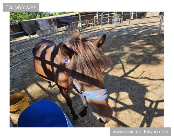 泰国马术协会引入智能马鞍系统,实现实时数据监测与分析,提升骑乘体验。 泰国马术协会引入智能马鞍系统,实现实时数据监测与分析,提升骑乘体验。